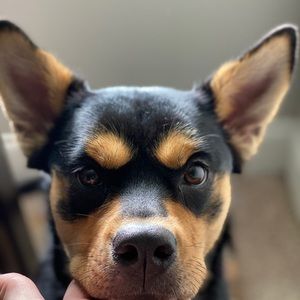 Meet your Posher, Isaiah